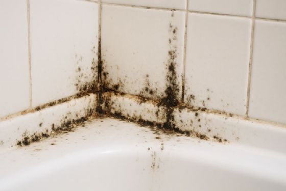 浴室霉菌好困擾？從裝修、通風到清潔的全面防霉指南